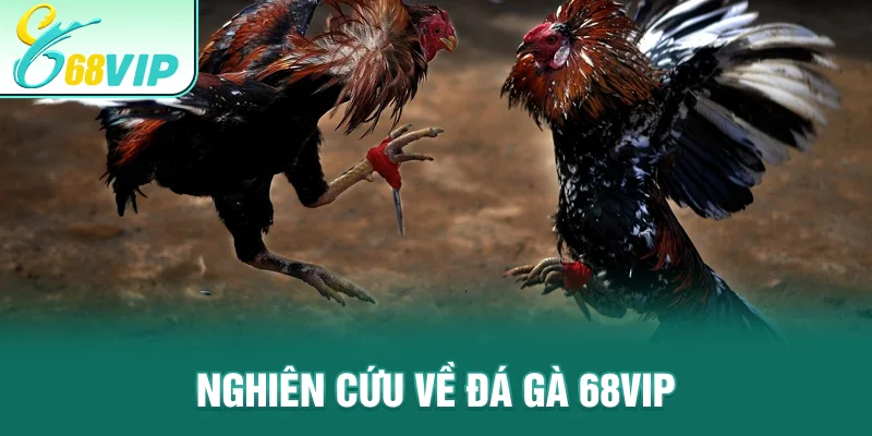 Nghiên cứu về đá gà 68VIP