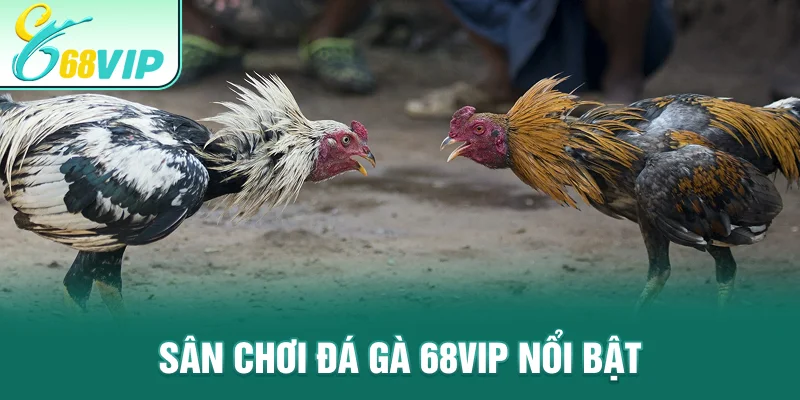 Sân chơi đá gà 68VIP nổi bật
